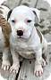 Adopt A Pet :: Hula - Glastonbury, CT