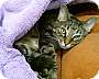 Adopt A Pet :: Chance - Belton, MO