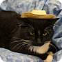 Adopt A Pet :: Robinson - Addison, IL