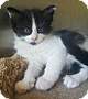 Adopt A Pet :: Vanilla Java Porter - Oakland, MI