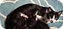 Adopt A Pet :: Tuxie - Fort Worth, TX