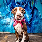 Adopt A Pet :: Daisy Mae II - Denton, TX