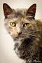Adopt A Pet :: Brielle - Belton, MO