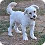 Adopt A Pet :: Bubbles - Simi Valley, CA