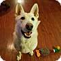 Adopt A Pet :: Titan - Oakland, MI