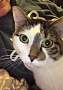 Adopt A Pet :: Haley - Schaumburg, IL