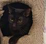 Adopt A Pet :: Coffee - Raleigh, NC