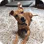 Adopt A Pet :: Obie / Oberon - Raleigh, NC
