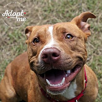 American Pit Bull Terrier Mix Dog for adoption in Lyons, New York - Kane