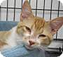 Adopt A Pet :: Liam - Belton, MO