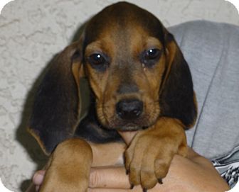 Nod | Adopted Puppy | Oviedo, FL | Black and Tan Coonhound/Beagle Mix