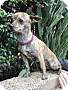 Adopt A Pet :: Tiger Lily - Costa Mesa, CA