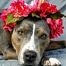 Adopt A Pet :: Savannah - Denton, TX