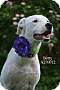 Adopt A Pet :: BETTY - Conroe, TX