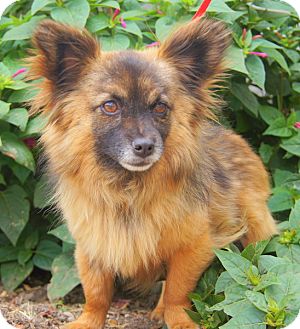 Clancy | Adopted Dog | Thousand Oaks, CA | Pomeranian/Papillon Mix