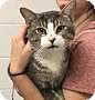 Adopt A Pet :: Tacoma - ROWLETT, TX