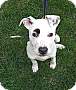 Adopt A Pet :: Buddy - Raleigh, NC