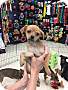 Adopt A Pet :: Cameron - Gilbert, AZ