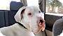 Adopt A Pet :: Avalanche - Oakland, MI