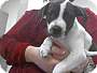 Adopt A Pet :: A270276 - Conroe, TX