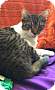 Adopt A Pet :: Valero - Fort Worth, TX