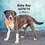 Adopt A Pet :: GUNNER - Conroe, TX