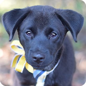 lab puppies denver colorado stewart adopted puppy denver co labrador retriever blue heeler mix lab puppies denver colorado stewart adopted puppy denver co labrador retriever blue heeler mix