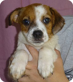 Josie | Adopted Puppy | Oviedo, FL | Jack Russell Terrier/Beagle Mix