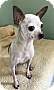 Adopt A Pet :: Brutus - Costa Mesa, CA