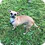 Adopt A Pet :: Luzianne - Sacramento, CA