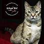 Adopt A Pet :: Tina - Belton, MO