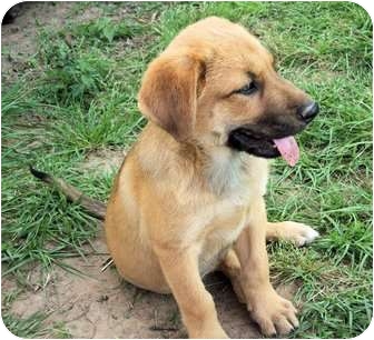 Theodore | Adopted Puppy | Waller, TX | Labrador Retriever ...
