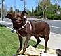Adopt A Pet :: Faith - Simi Valley, CA