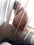 pet photo