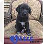 Adopt A Pet :: Jesse - Glastonbury, CT