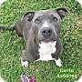 Adopt A Pet :: GAVIN - Conroe, TX