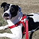 Adopt A Pet :: Maya - Denton, TX