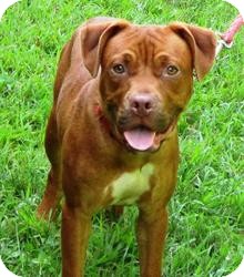 Breakthrough | Adopted Dog | 83XXXURGENT | Bloomfield, CT | Dogue de ...