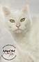 Adopt A Pet :: Little Miss - Belton, MO