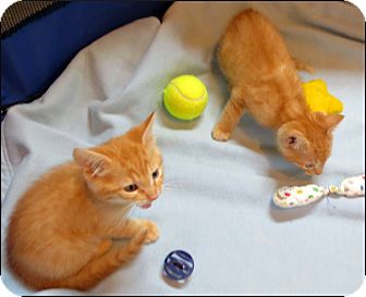 Orange Tabby Kittens | Adopted Kitten | Colville, WA ...