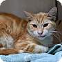 Adopt A Pet :: Ajax - Oakland, CA