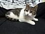 Adopt A Pet :: Skittles - South Haven, MI