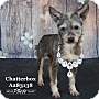 Adopt A Pet :: CHATTERBOX - Conroe, TX