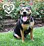 Adopt A Pet :: Rosie - Sacramento, CA