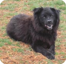 Buddy | Adopted Dog | Rustburg, VA | Chow Chow/Labrador Retriever Mix