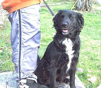 Lydia | Adopted Dog | Radford, VA | Flat-Coated Retriever ...
