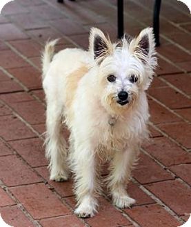 West Highland Terrier And Chihuahua Mix West Highland White Terrier Chihuahua Mix