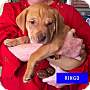 Adopt A Pet :: Ringo - Winchester, VA
