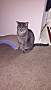 pet photo