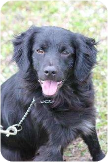Diana | Adopted Dog | Boynton Beach, FL | Labrador ...
